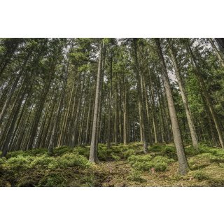 doTERRA Black Spruce / Schwarz-Fichte / Stabilität / 5ml