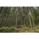 doTERRA Black Spruce / Schwarz-Fichte / Stabilität / 5ml