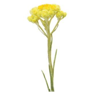 doTERRA Helichrysum / Strohblume / bei Schmerzen / 5 ml