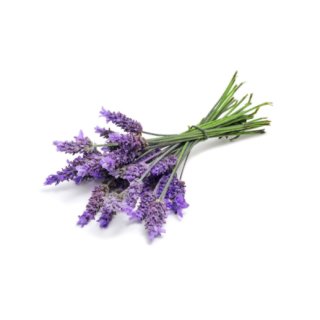 doTERRA Lavender / Lavendel / Beruhigung und Kommunikation /15 ml 