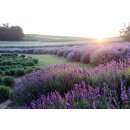 doTERRA Lavendel / 15 ml