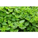 doTERRA Majoran / 15 ml