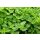 doTERRA Majoran / 15 ml