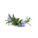 doTERRA Rosmarin / 15ml