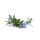 doTERRA Rosmarin / 15ml