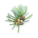 doTERRA Siberian Fir / Sibirische Fichte / 15ml