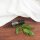 doTERRA Siberian Fir / Sibirische Fichte / 15ml