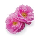 doTERRA Rose Touch / 10ml