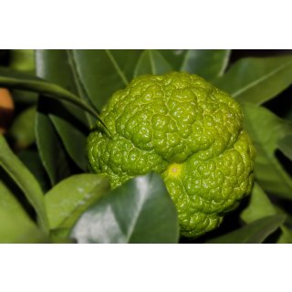 doTERRA Green Mandarin / grüne Mandarine / Reines Potential / 15 ml