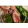 doTERRA Magnolia Touch / 10 ml