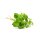 doTERRA Oregano Touch / 10ml