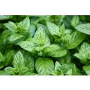doTERRA Peppermint Touch / 10ml