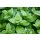 doTERRA Peppermint Touch / 10ml