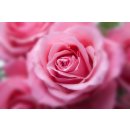 doTERRA Rose / Göttliche Liebe / 5ml