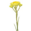 doTERRA Helichrysum Touch / Strohblume / Reinigende...