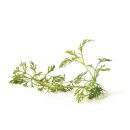 doTERRA Davana Touch / 10ml