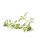 doTERRA Davana Touch / 10ml
