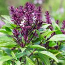 doTERRA Tulsi / 5ml