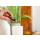 doTERRA Endless Summer